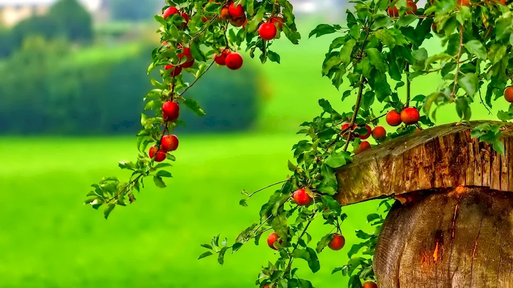 Apple orchards