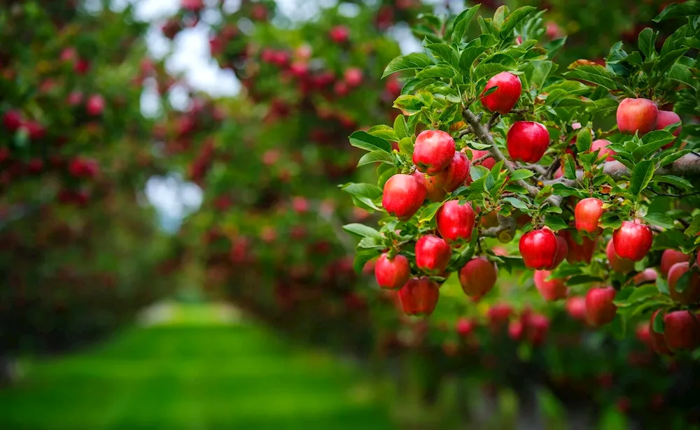 Apple orchard