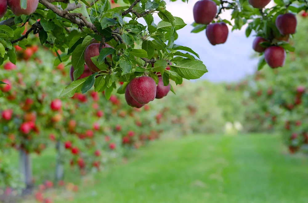 Fuji apple tree.