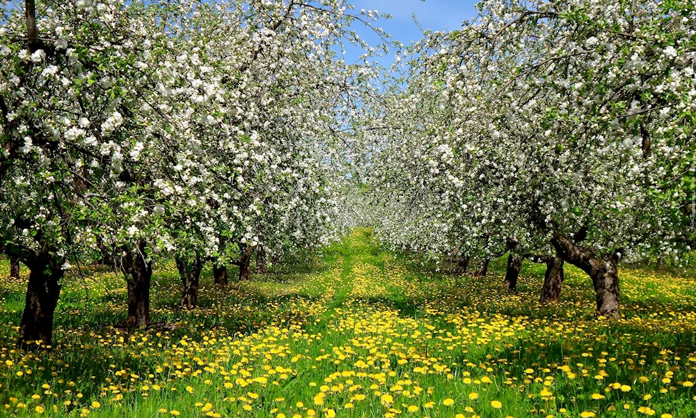 Yasnaya Polyana blossom apple tree