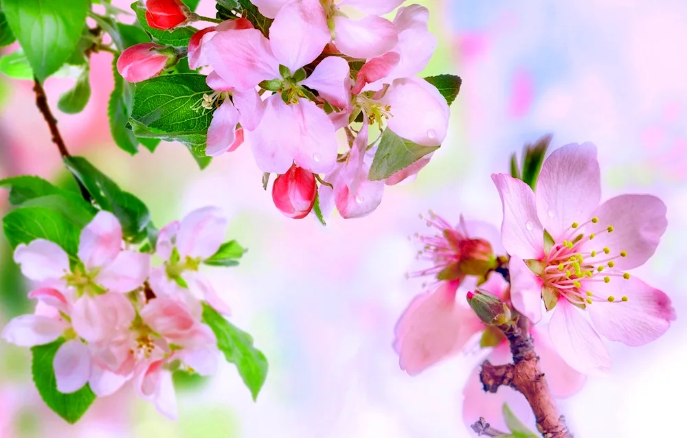 Macintosh apple tree blossoming