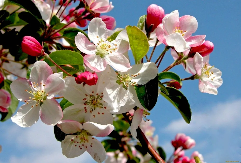 Apple blossom