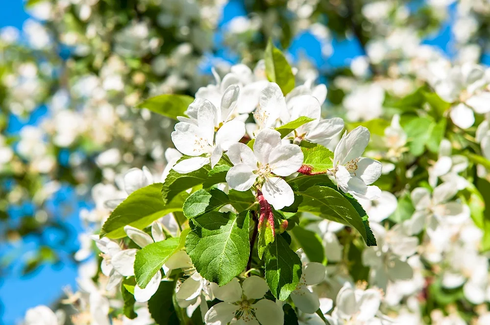 Garden apple tree blossoming