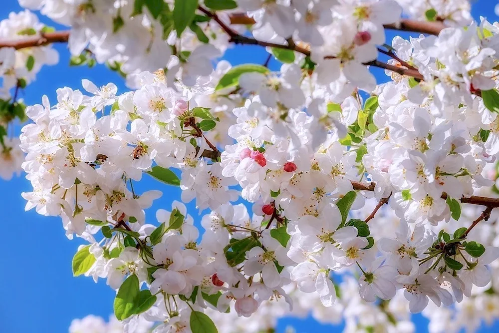 Trees in spring