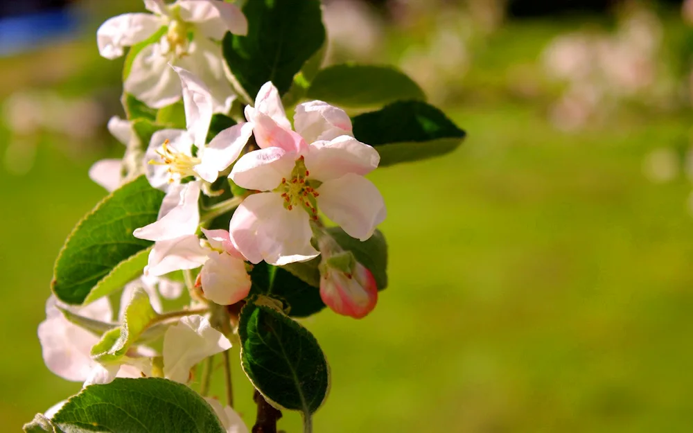 Anabelle apple tree blossoming