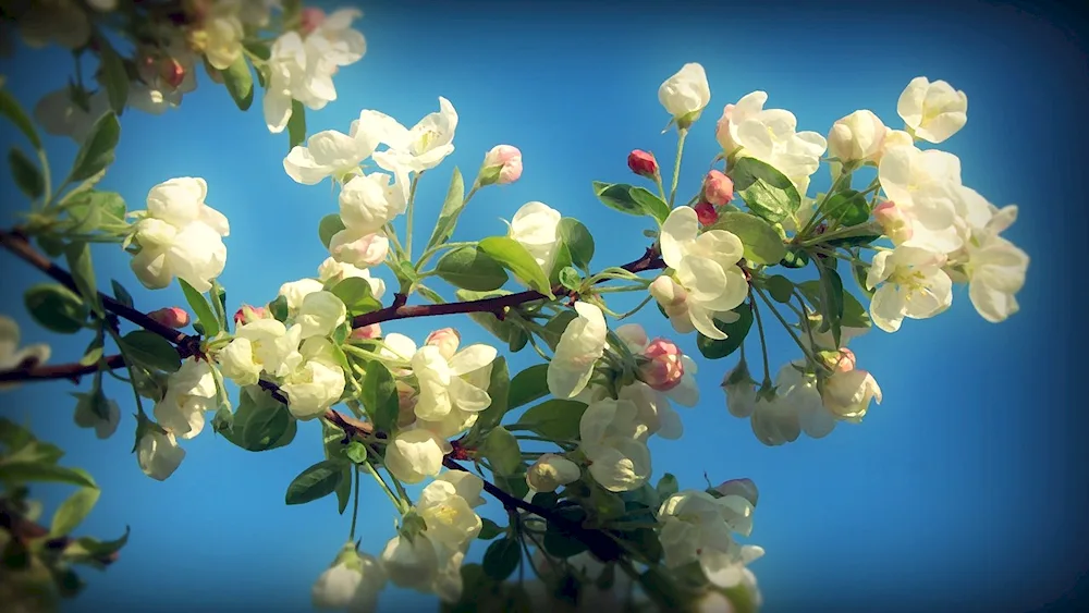 Blossoming apple tree branch