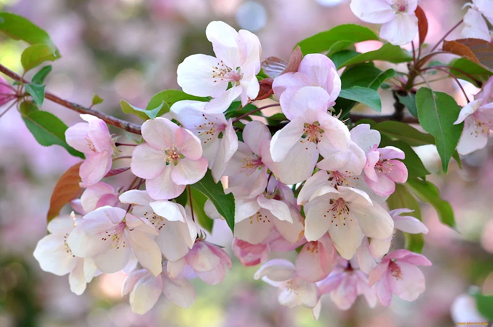 Apple blossom Malus domestica