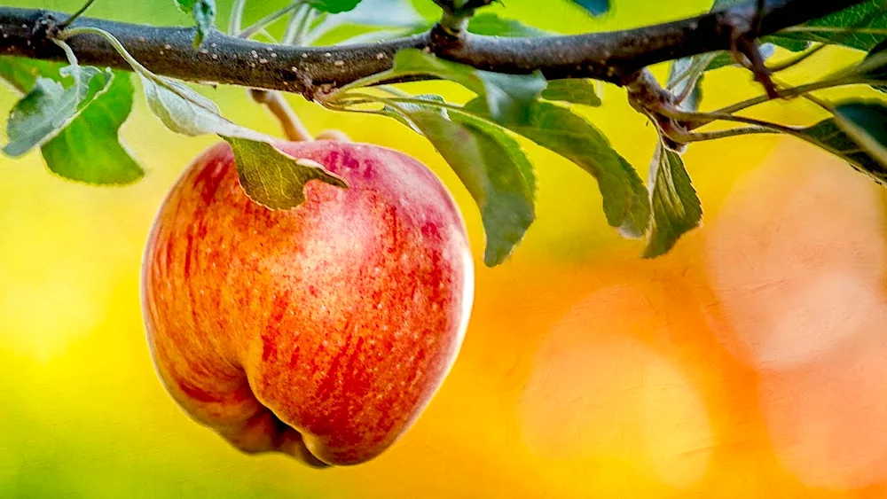 Succulent apple