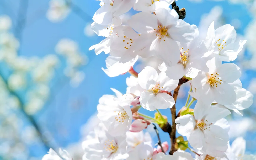 Cherry Blossom apple tree