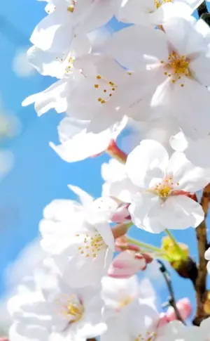 Cherry blossom apple tree