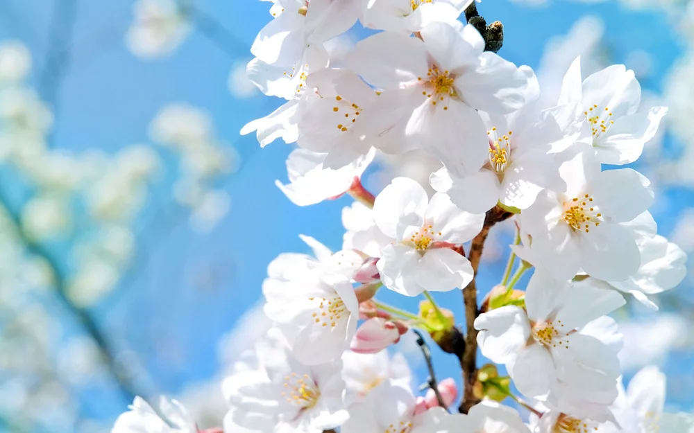 Cherry blossom apple tree