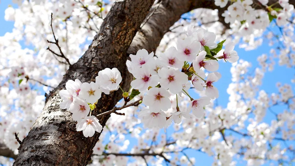 Cherry blossom apple tree