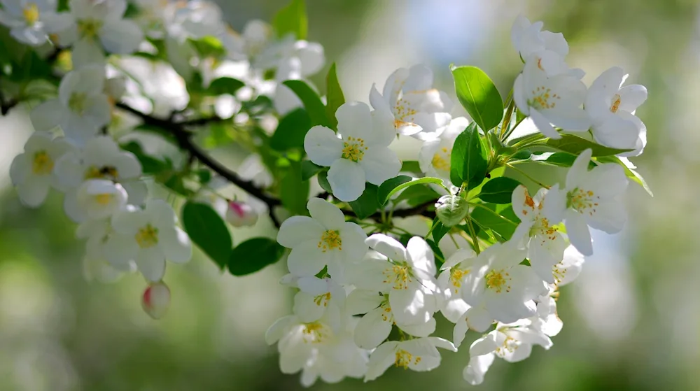 Cherry blossom tree