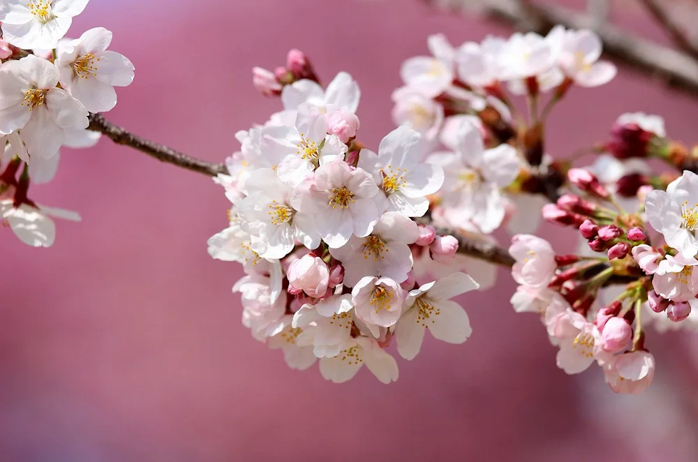 Cherry blossom tree