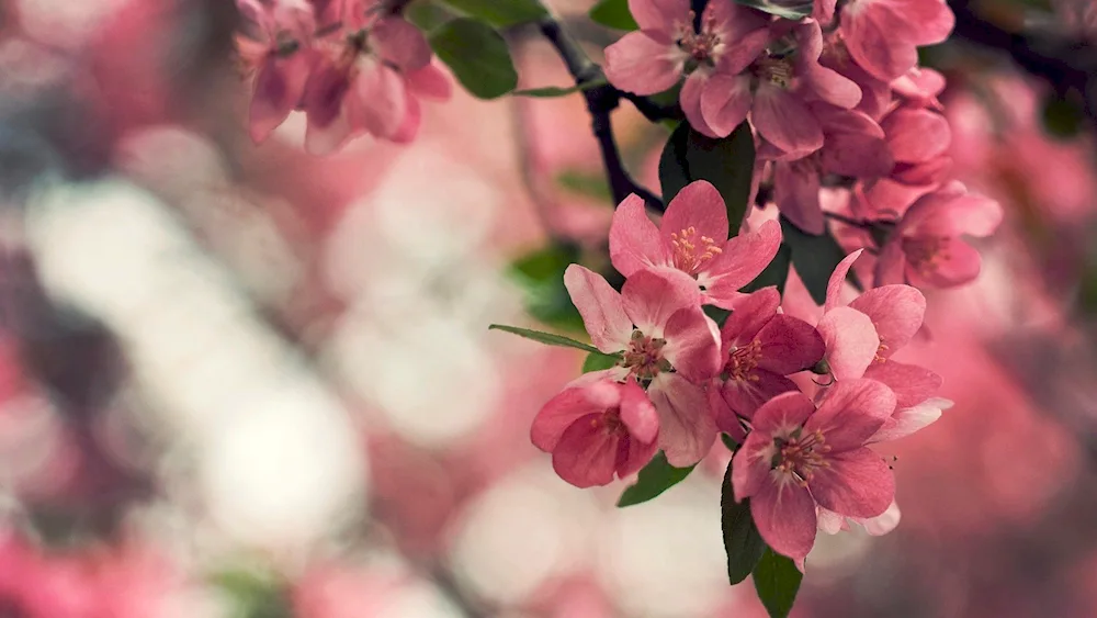 Cherry blossom apple tree