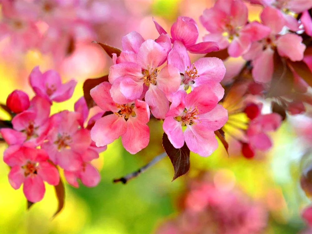 Pink Rose apple tree