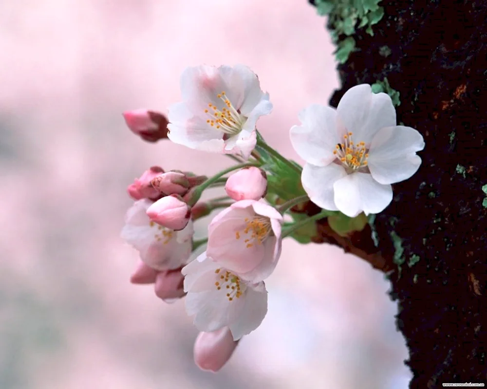 Spring blossom apple tree