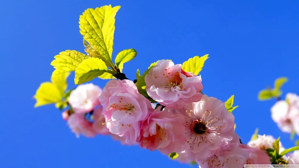 Cherry blossom blossom tree