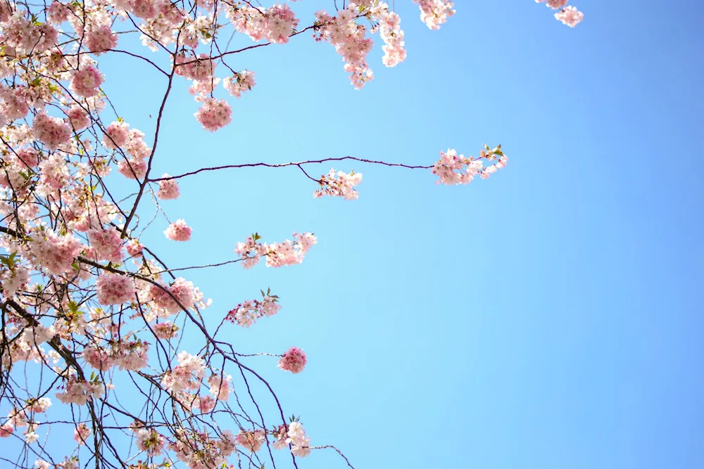 Blossom cherry apple tree