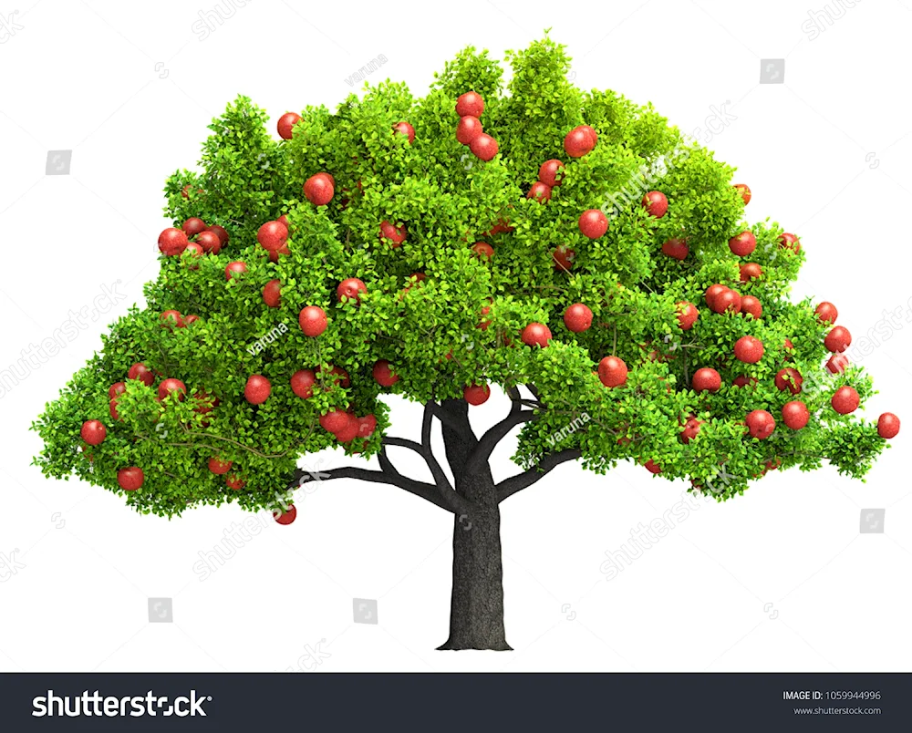 apple tree