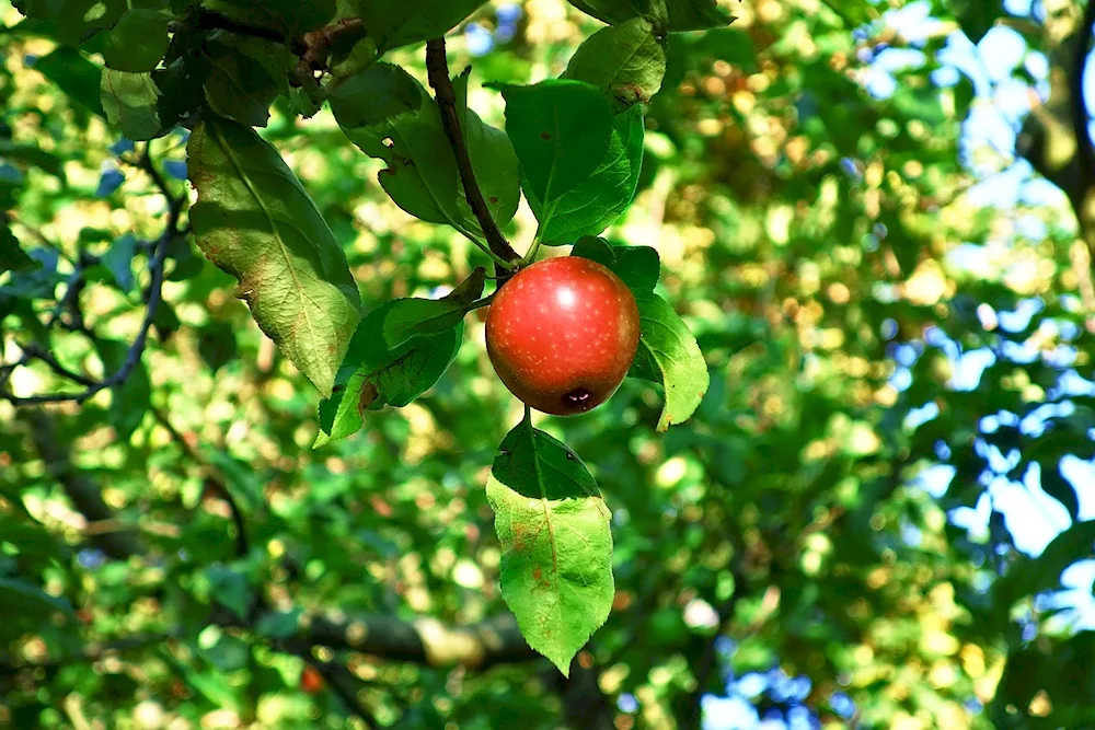 Apple tree