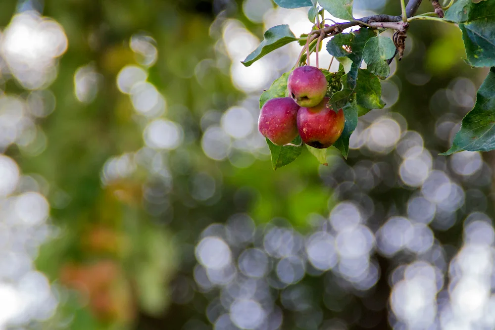 Apple tree