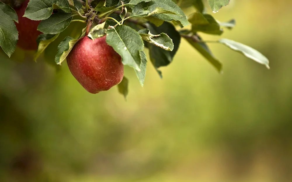Apples on a branch
