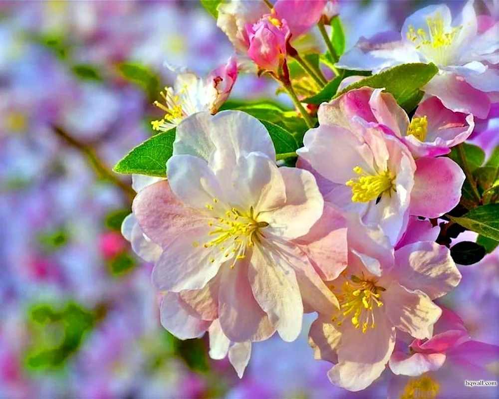 Apple blossom Malus domestica