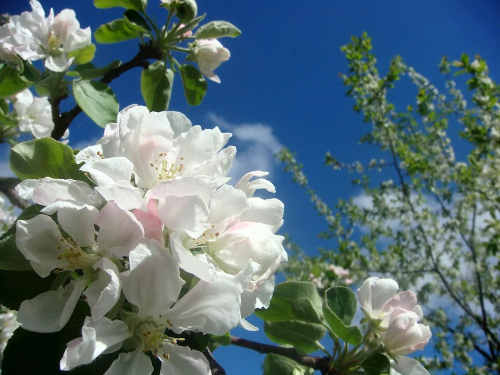 Spring flowers