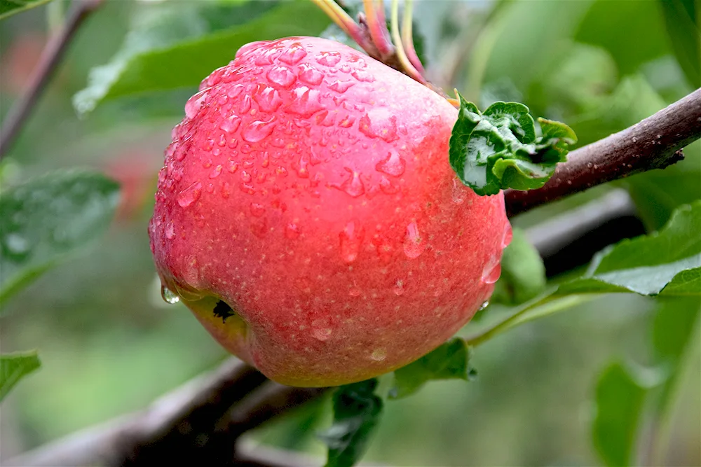Apple