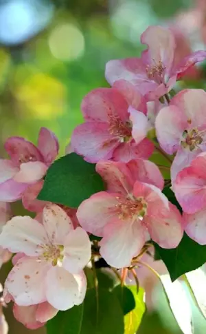 Pink Rose apple tree blossoming