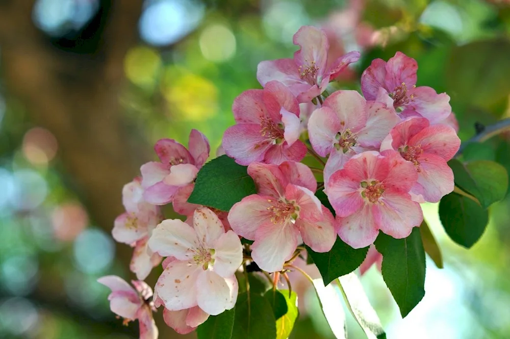 Pink Rose apple tree blossoming