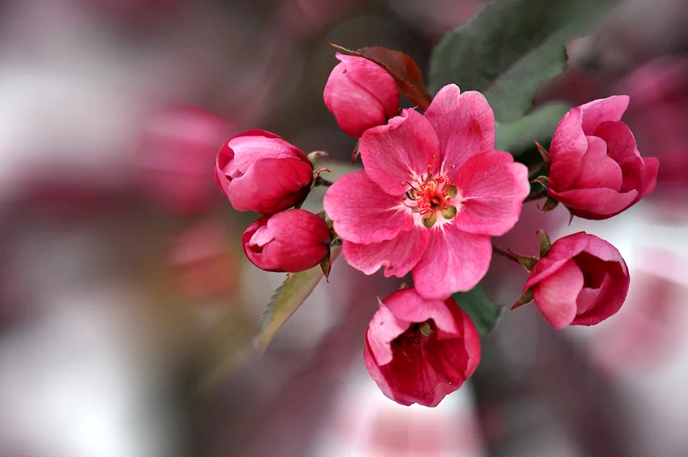 Pink Rose apple tree blossoms