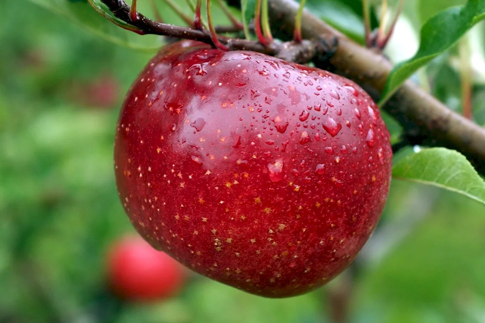 Apple Boy