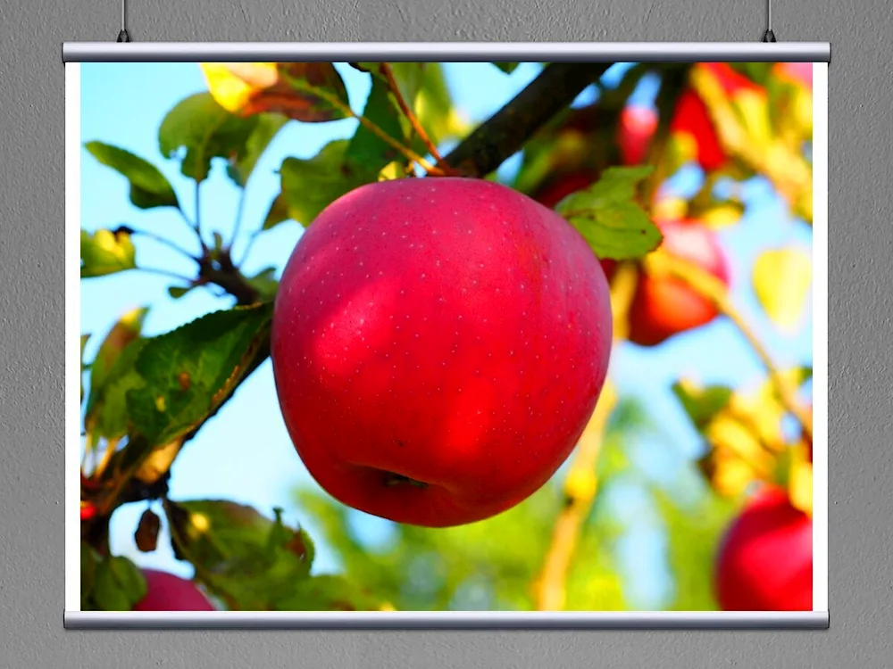 Apple tree with apples