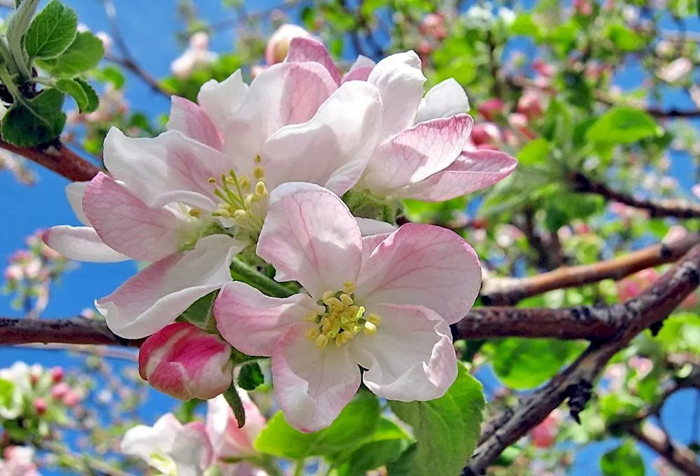 Apple orchard Spring