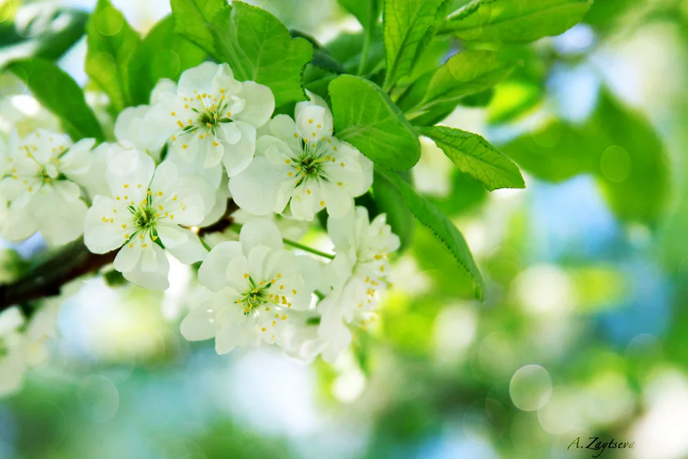 Blooming cherry blossom apple tree