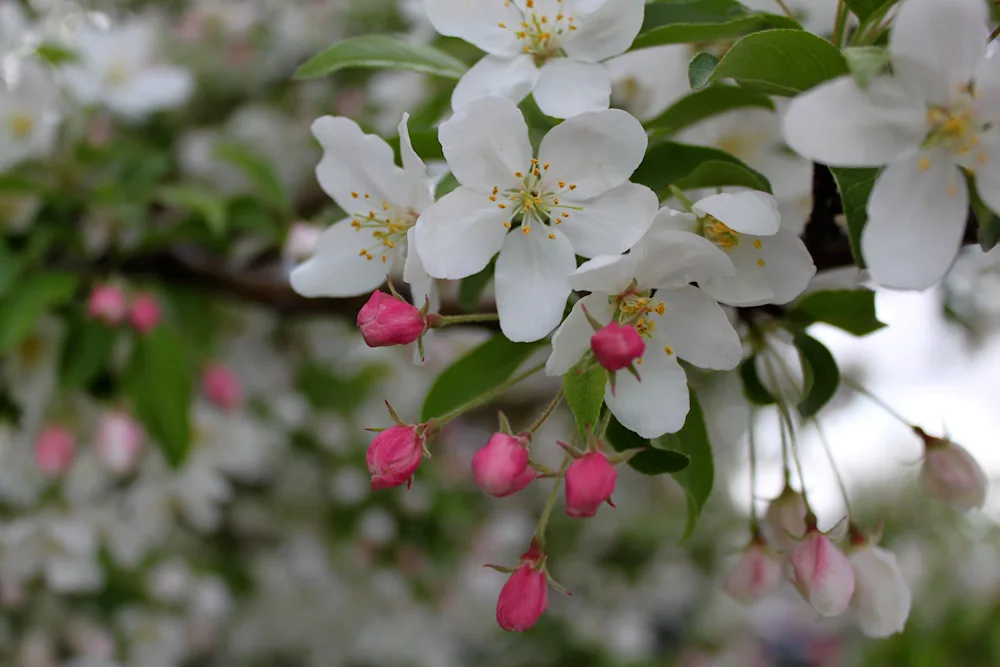 Mackintosh apple tree in bloom