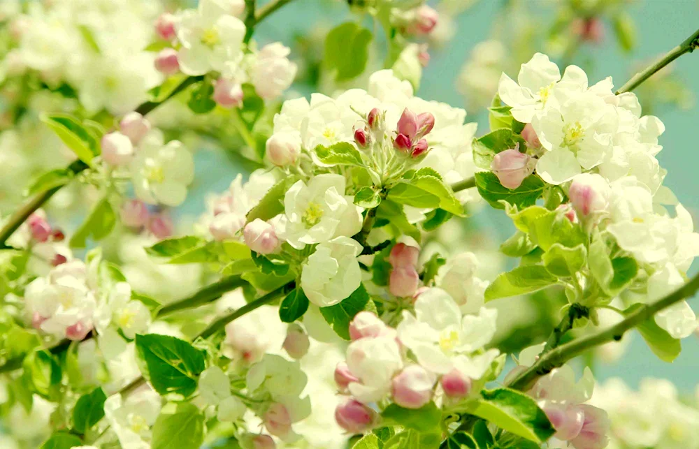 Chubushneck apple blossom