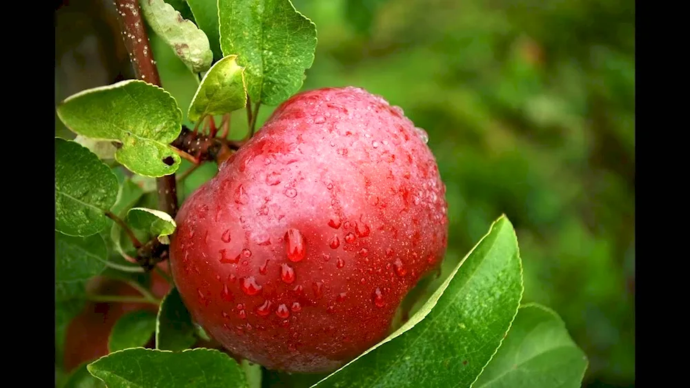 Apple