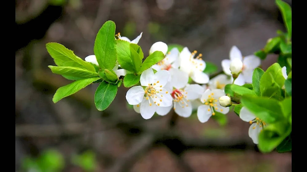 Cherry blossom tree