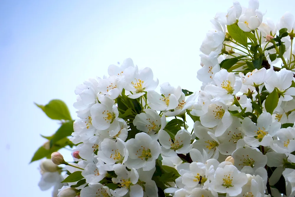 Apple trees in bloom