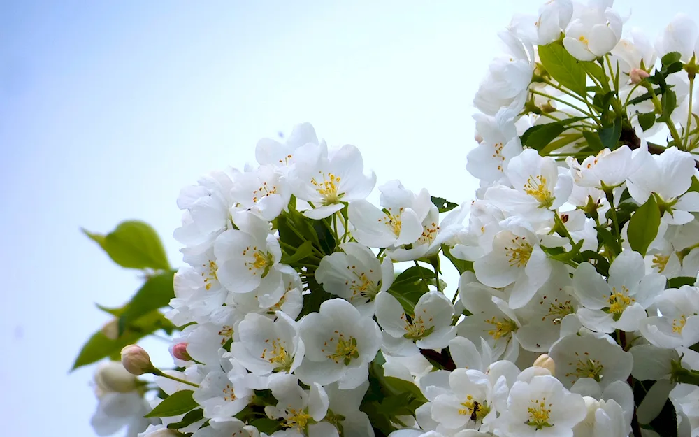 Jasmine apple tree