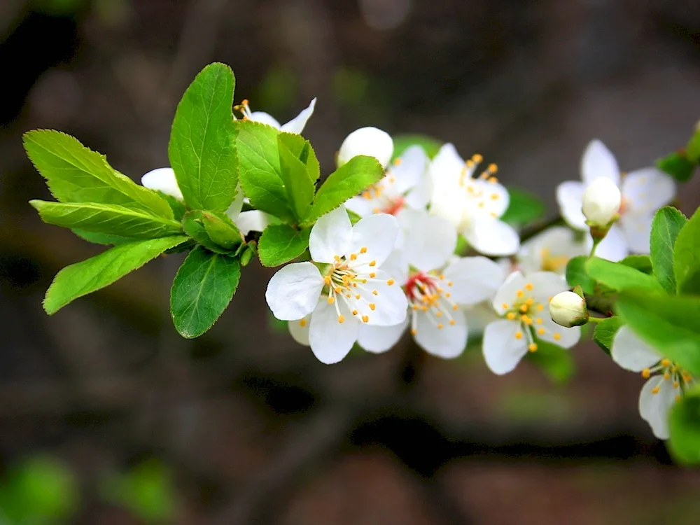 Jasmine apple trees in bloom