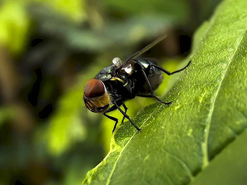 Bumblebee wasp Hornet