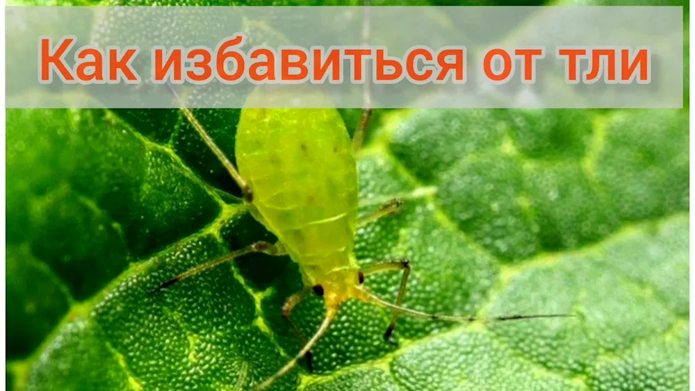 Cherry aphid