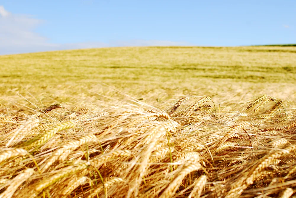 Rye field ears