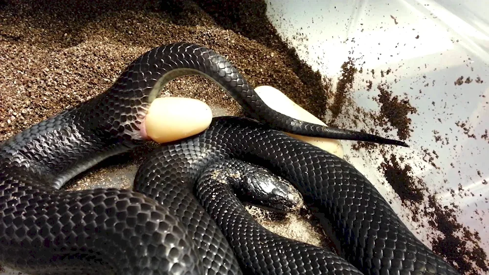 Black mamba snake