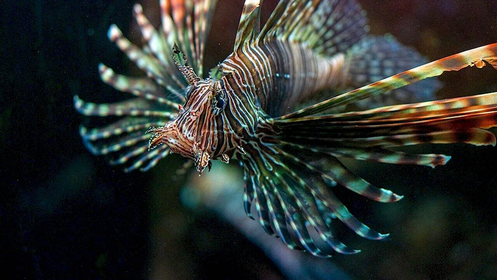 Poisonous fish winged fish