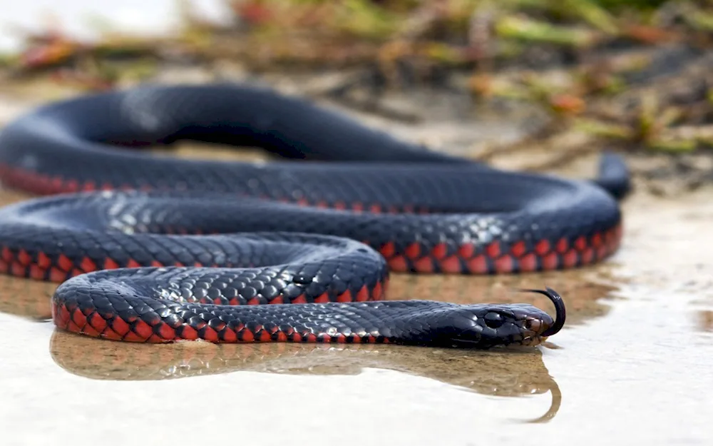 Black mamba snake